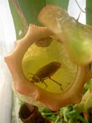 Nepenthes khasiana x ventricosa with prey 4